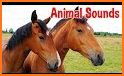 Animal Ringtones: Animal Sounds  Bird Wallpaper related image