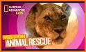 Rescue Lion Friend Kids Puzzle related image