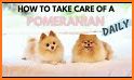 Little Pom Caring - Play with Puppy related image