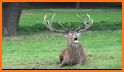 Deer Hunting Call Sounds related image