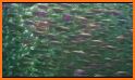 Shoal of fish related image