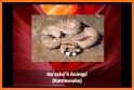 Cherokee Language Animals related image