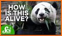 Pandas Go related image