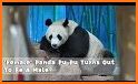 🐼 Cute Panda - The Virtual Pet related image