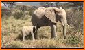 Jovial Calf Elephant Escape related image