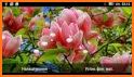 Spring Flower Live Wallpaper related image