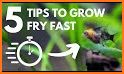 Advice : feed and grow fish related image