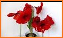 Amaryllis 2021 related image