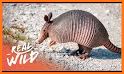 Armadillo related image