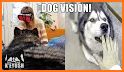 Dog vision related image