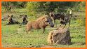 Wild About Kruger Park related image