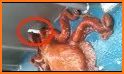 Painter Octopus Escape - Kavi related image