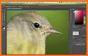 Bird Photo Editor related image