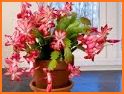 How to Care for a Christmas Cactus related image