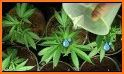 Grow with Jane - Cannabis plants growing partner related image