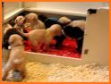 Labrador Puppies Family related image