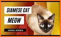 Meow Button | Sound Effect related image