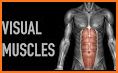 Visual Muscles 3D related image