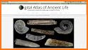 Digital Atlas of Ancient Life related image