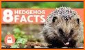 Hedgehogs related image