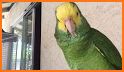 Parrot talkvpn related image