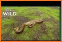 Anaconda-Wild Snake Simulator related image