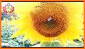 Sunflower Garden Keyboard Background related image