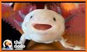 Axolotl related image