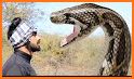 Snake Videos related image