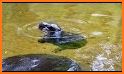 Adorable Hippo Calf Escape related image