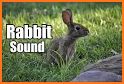 Cottontail Rabbit Sounds and Rabbit Calls related image