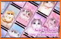 Kitten Wallpaper - Cute Cat Wallpapers related image