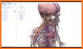 AnatomyLearning 3D OFFLINE - FULL UNLOCKED related image