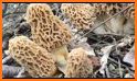 Ohio Mushroom Forager Map Morels Chanterelles related image