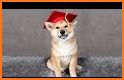 Inu the cute Shiba - virtual pup games related image