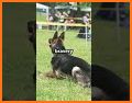 Herding Dog related image