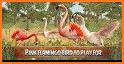 Wild Pink Flamingo Life Simulator related image