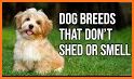 Dog Breeds related image