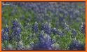 Bluebonnet related image