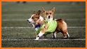 Run Corgi Run related image