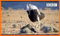 Ostrich Social - Connect with  related image