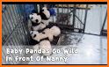 Pandas Go related image