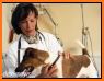 Pet Vet Huntley related image