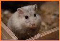 Hamster Wallpapers related image