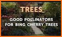 Bing Cherry related image