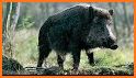 WildBoar Sounds - Wild Boar Calls for Hunting related image