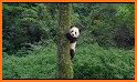 Pandamonium- Action Game (Cute Giant Panda Bears) related image