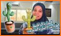 الصبارة الراقصة-Dancing Cactus related image