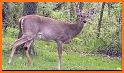 Deer Sounds related image