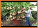 Brugmansia App related image